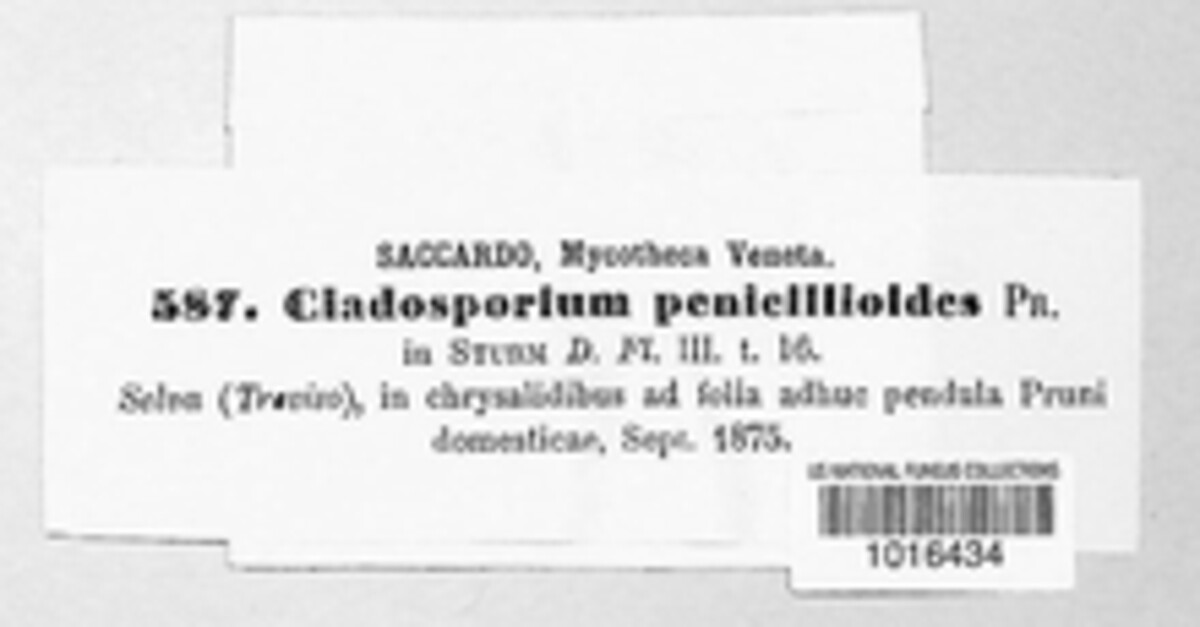 Cladosporium penicilloides image